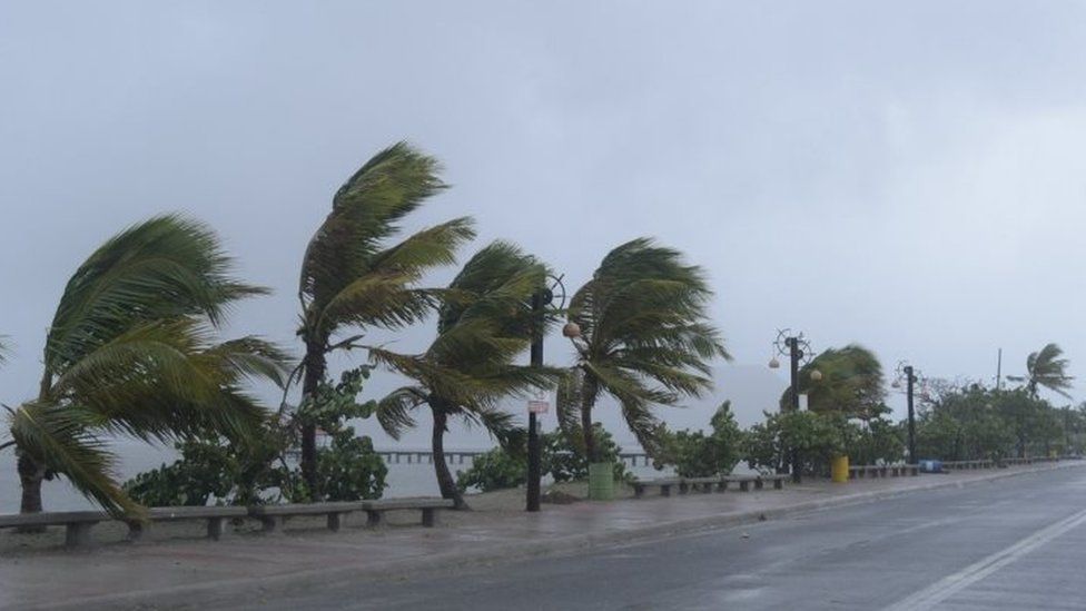 trees being blown on the sea front in Dominican Republic