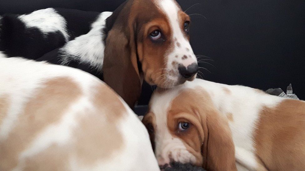 two bassett hound puppies