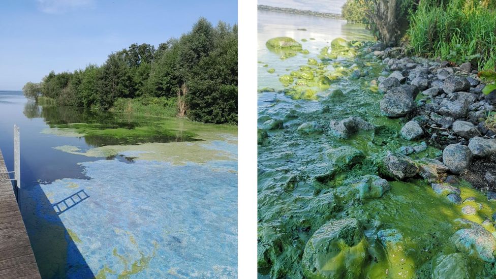 The blue-green algal bloom has been present in Northern Ireland this summer
