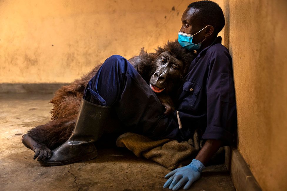 Orphaned mountain gorilla, Ndakasi, lies in the arms of her caregiver, Andre Bauma, shortly before her death in a gorilla orphanage at Virunga in the Democratic Republic of Congo