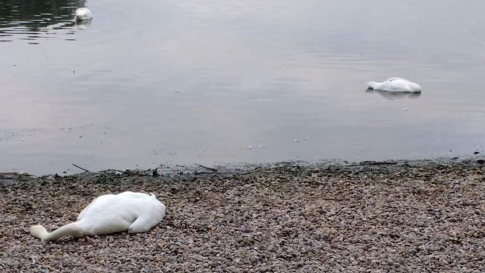 Dead swans