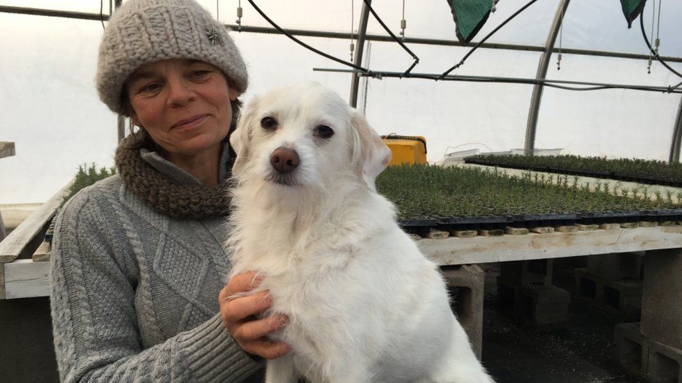 Julie Rubaud and her dog Sandy in one of her nine greenhouses in Hinesburg, Vermont. Rubaud will be trying out saffron as part of her herb production.