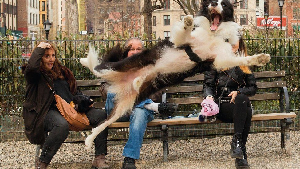 Dog jumping on front of surprised looking people