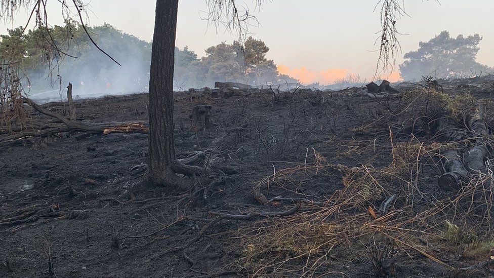 Burnt land on Lickey Hills