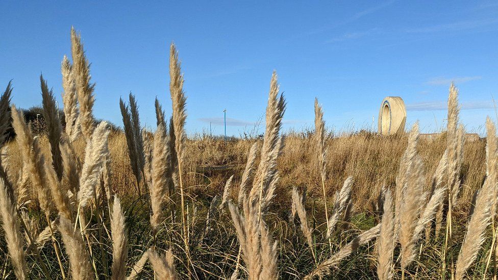 Pampas grass in South Shields
