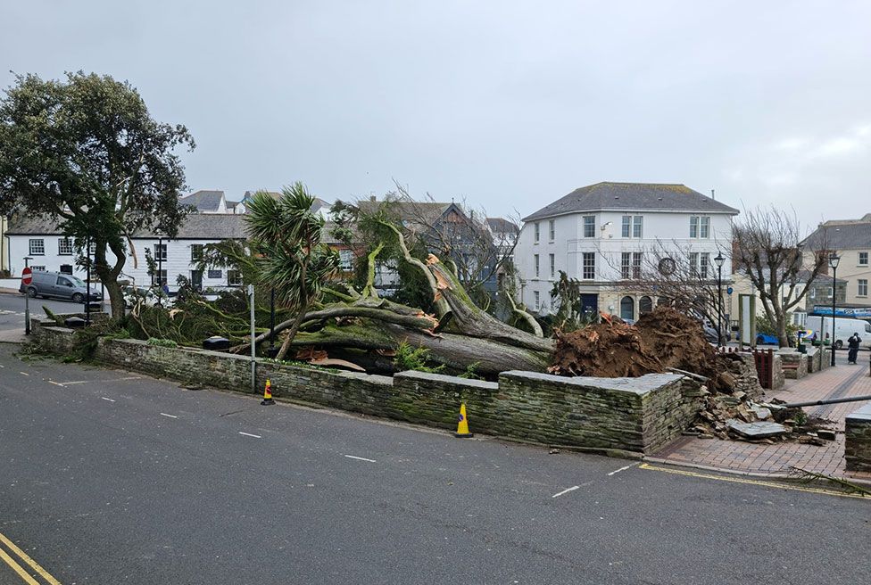 A fallen tree in Bude, Cornwall, as Storm Eunice hits the UK on 18 February 2022