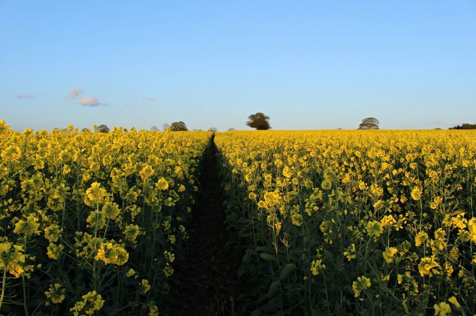 A field of Rapeseed