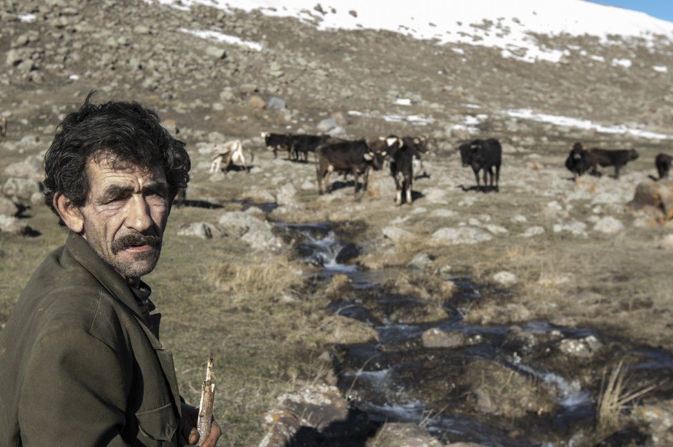 A man herds cattle in the mountains outside of Gyumri