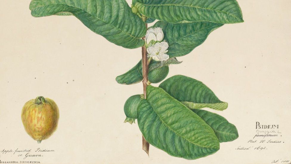 Close up of painting of yellow fruit next to green leaves and a white flower with handwritten notes underneath