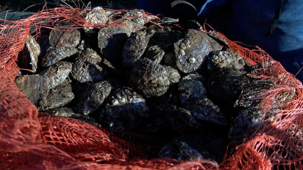 Oysters in a sack