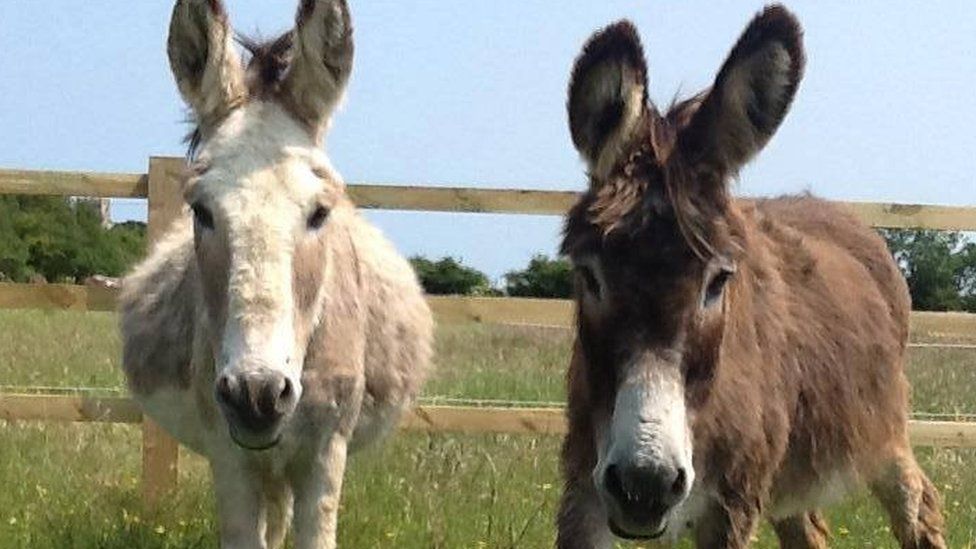 'Flesh-eating' Magpies Attack Huttoft Donkeys - BBC News