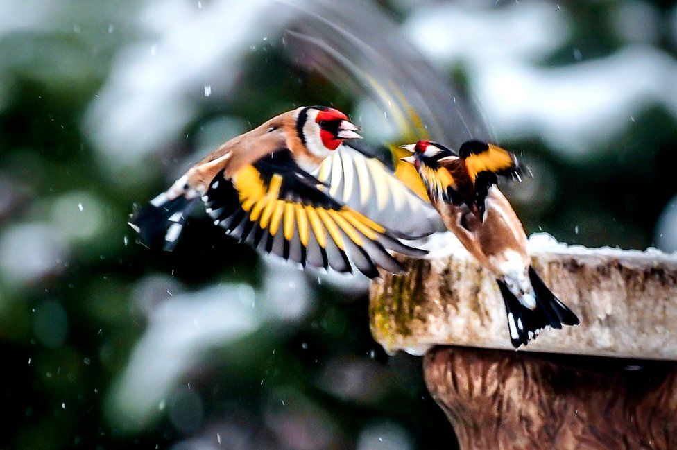 Fighting goldfinches