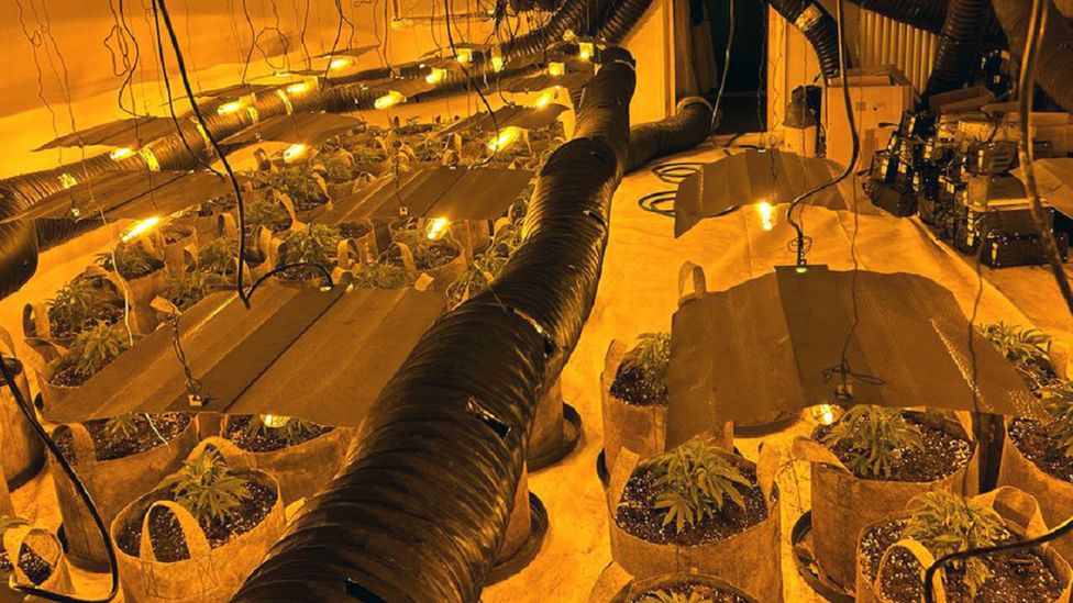 A handout photo issued by the National Police Chiefs' Council showing cannabis plants seized as part of operation Mille.