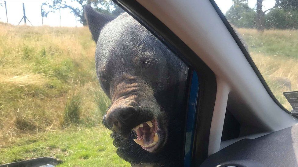 Woburn Safari Park black bear attacks family's car - BBC News
