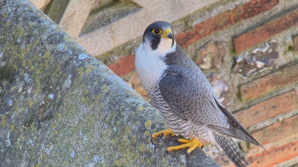 One of the peregrine falcons at St Albans Cathedral