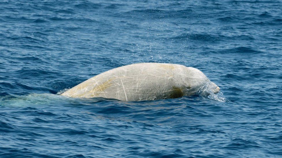 Cuvier's beaked whale (c) SPL