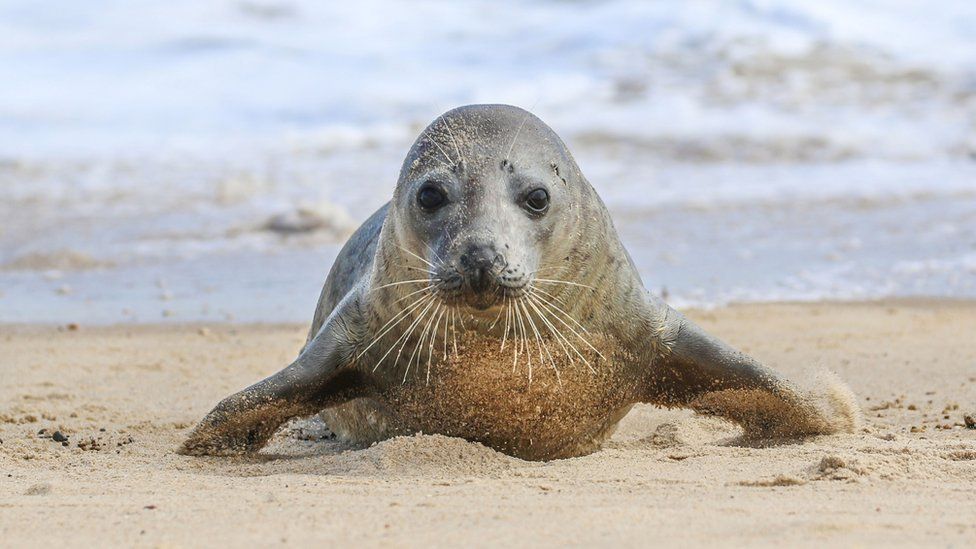 Seals: Research suggests harbour seals social distance to limit the ...