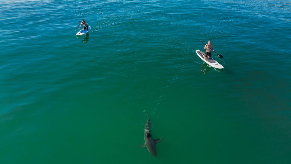 Sharks swim near surfers peacefully