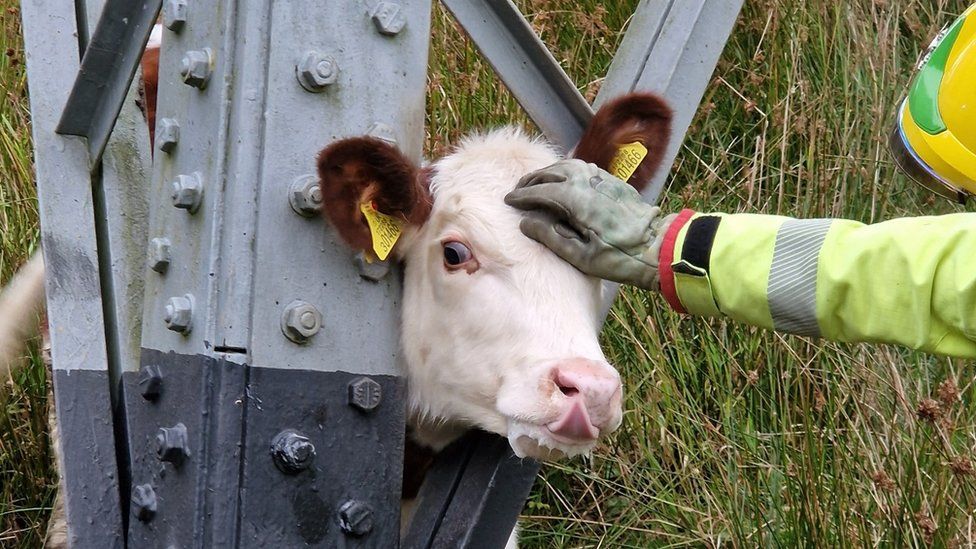 Trapped calf in Bollington