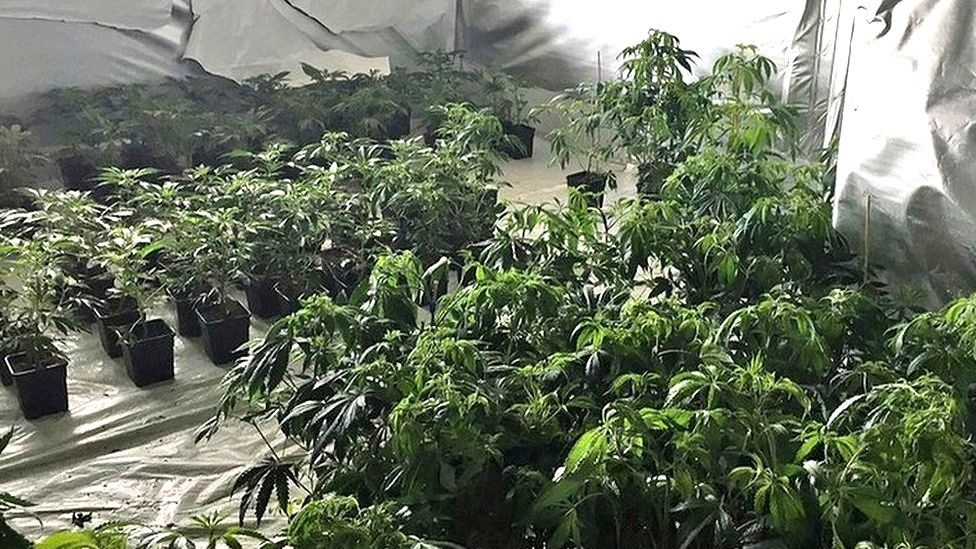 Plants at a cannabis factory which covered three floors of a derelict tower block in the middle of a housing estate in Birmingham.
