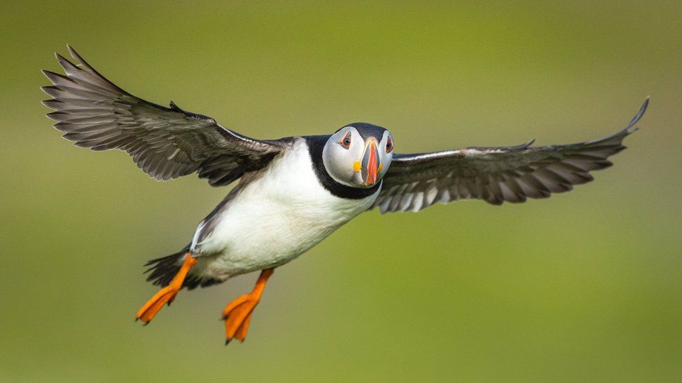 Flying puffin