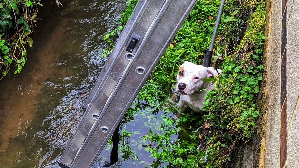 Loughborough Shivering dog rescued from water tunnel BBC News(01)