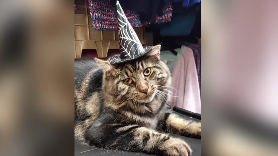 George the cat wearing a Halloween hat