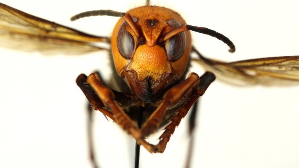 Close-up of Asian giant hornet