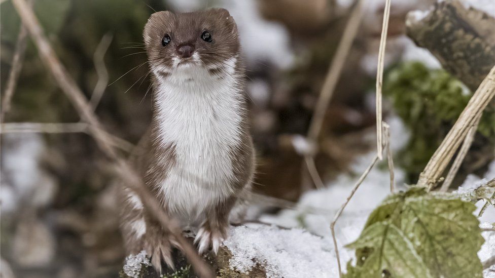 A dark brown weasel with a white chest stands on a low tree bough covered in snow looking out past the camera