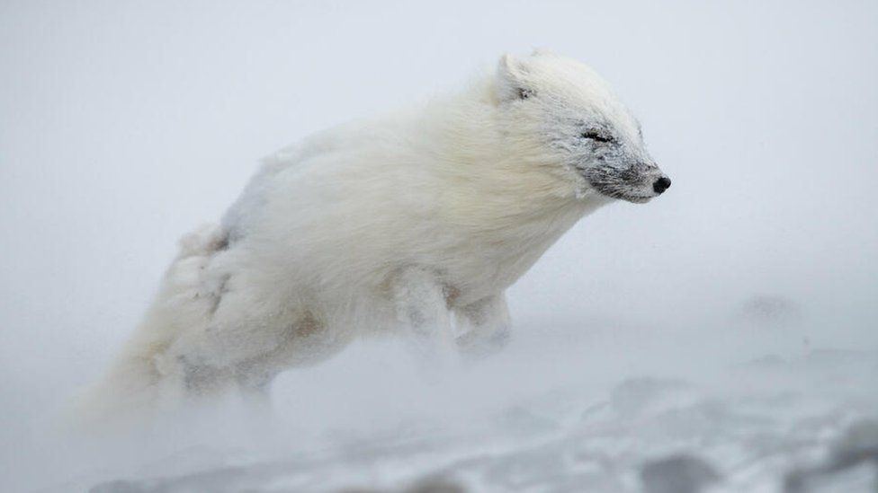 Environmental Photography Award winning photos - BBC Newsround