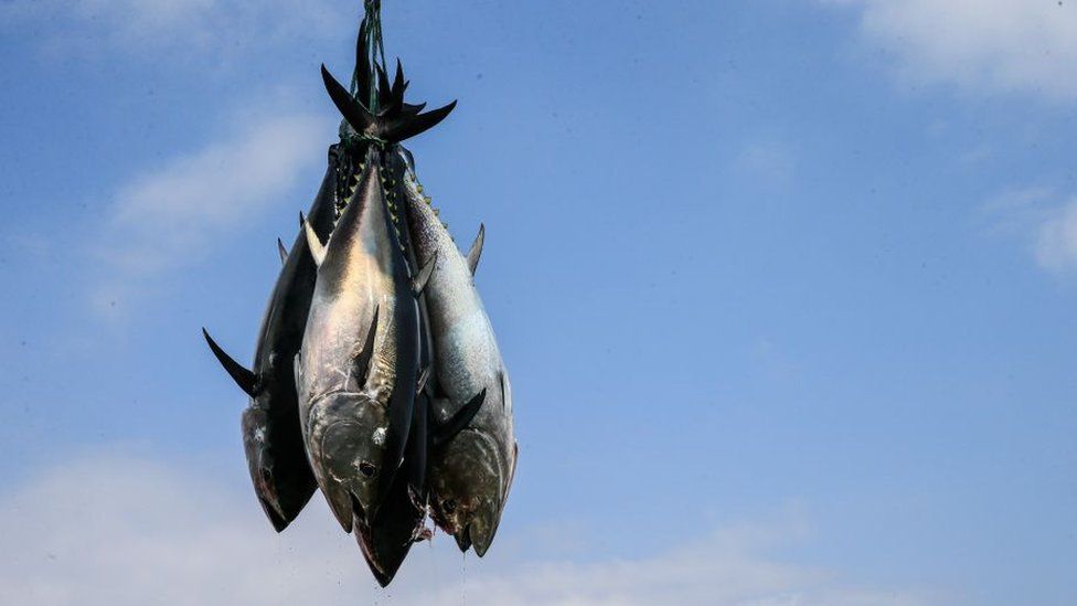 Caught tuna fish, a species targeted by illegal fishing