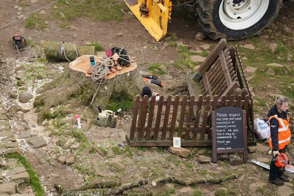 A worker at the tree stump, which has equipment on top of it