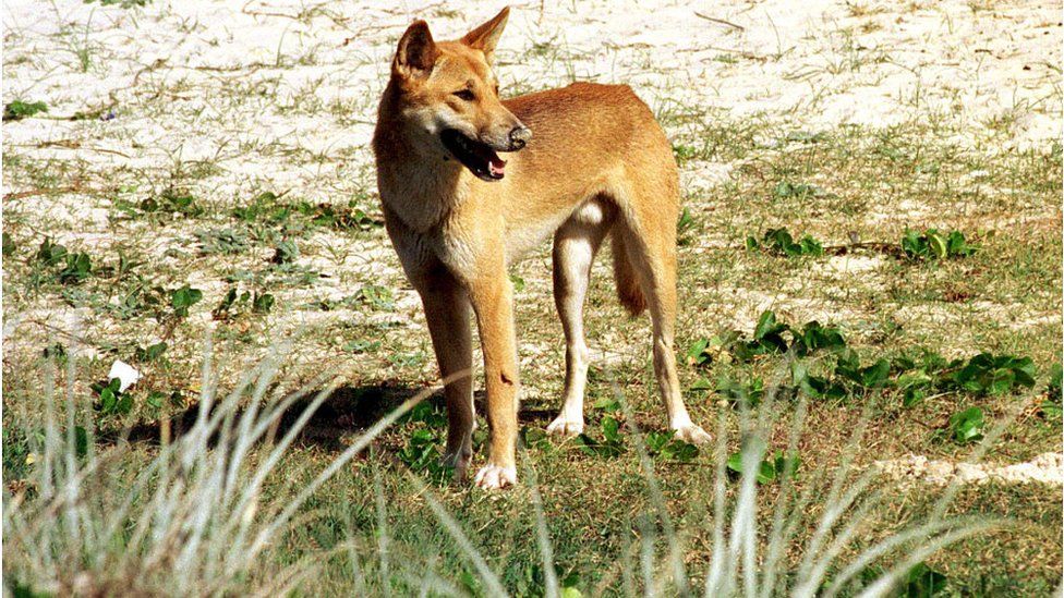 Australia dingo attack: 6-year-old boy hospitalized