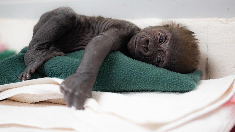 A photo of baby gorilla Jameela laying down on a pile of blankets