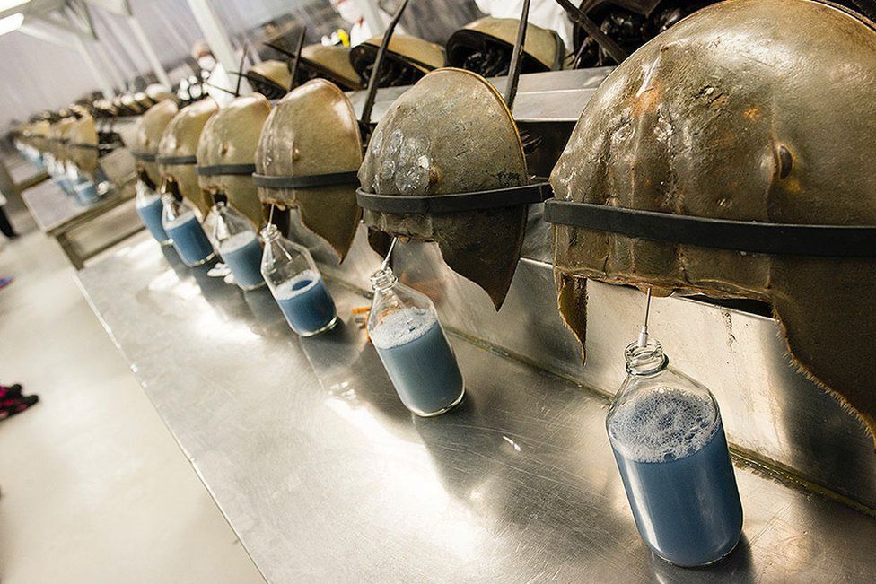 Horseshoe crabs are lined up being bled