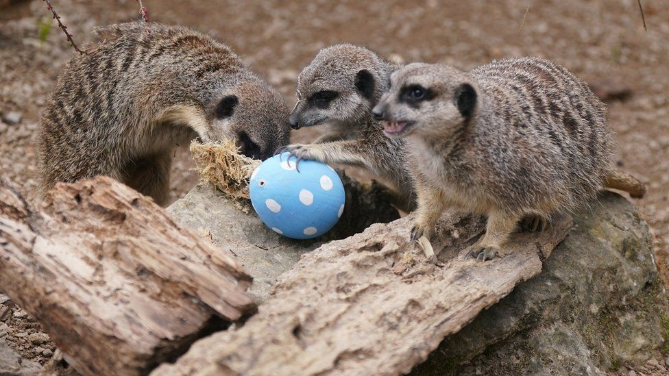 Meerkats peer into a cardboard Easter egg