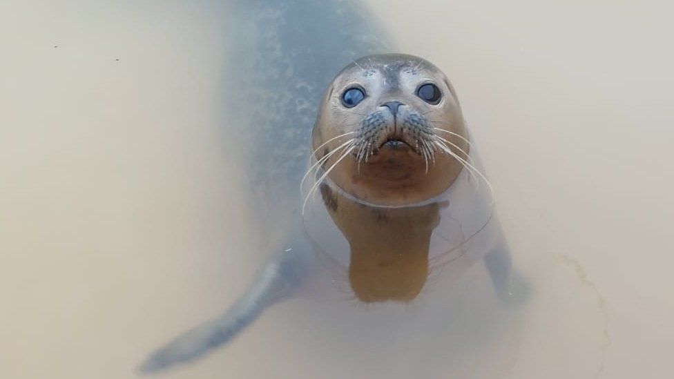 Seal in the pool