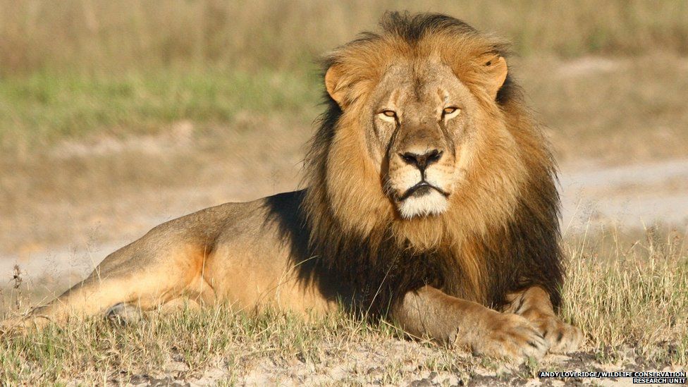 Undated photo provided by the Wildlife Conservation Research Unit, Cecil the lion rests in Hwange National Park, in Hwange, Zimbabwe