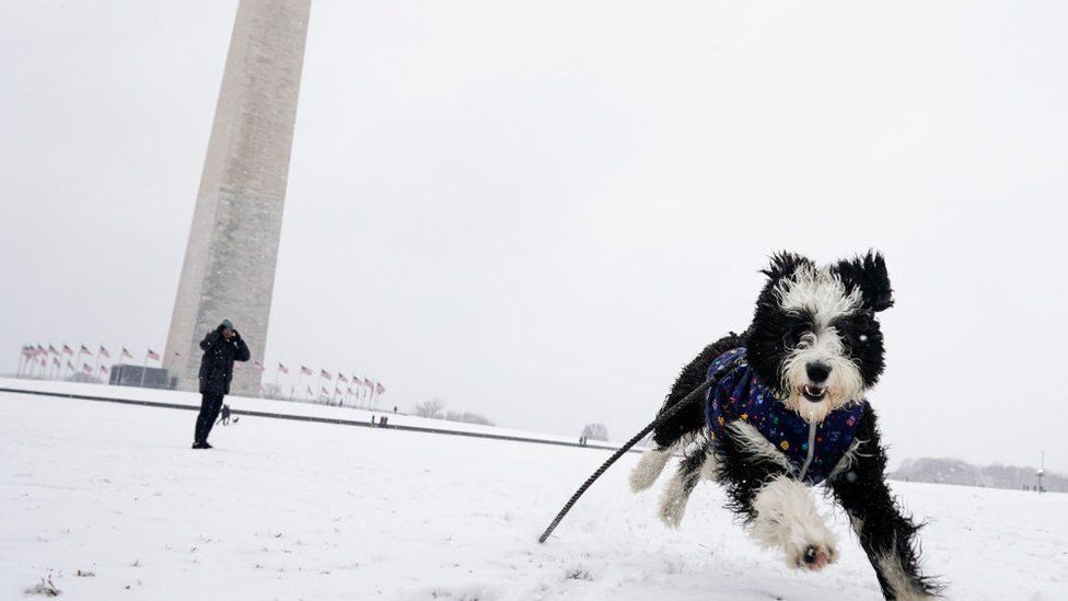 A dog plays in the snow on the National Mall during a snow storm