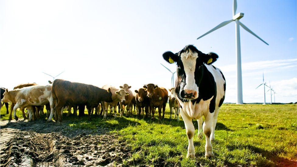 Коровы в поле с ветряной турбиной