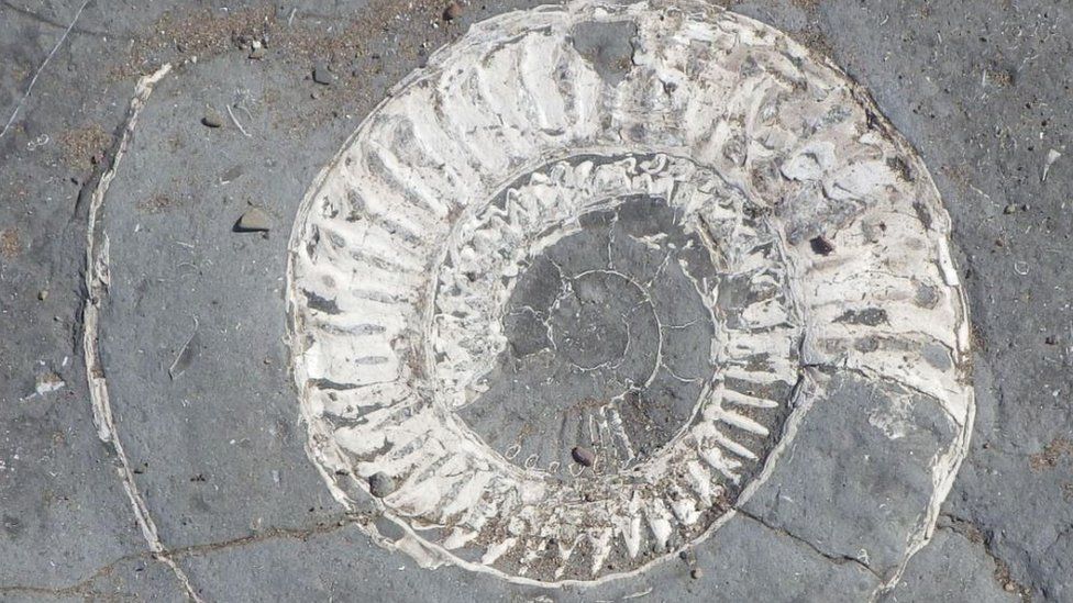 An Ammonite in rock at Helwell Bay