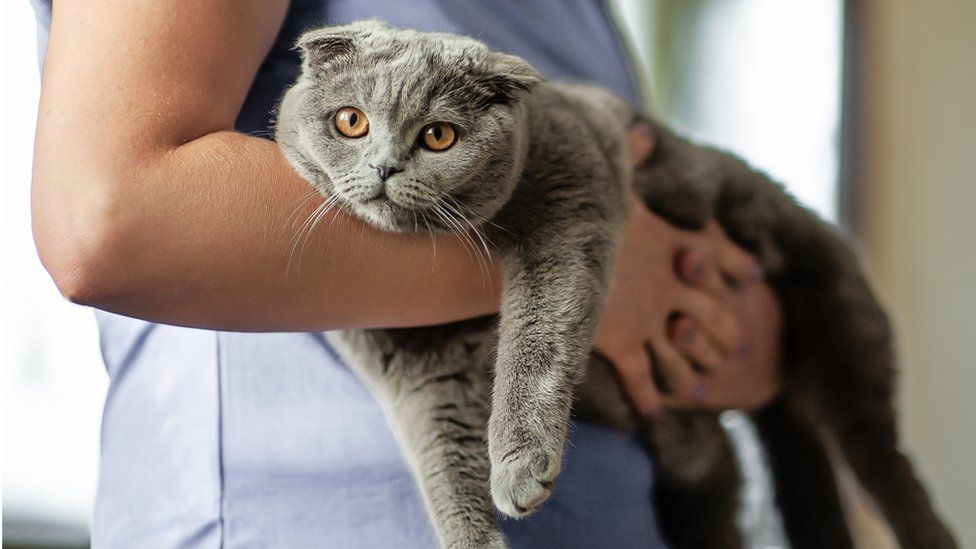 Cat being held by owner