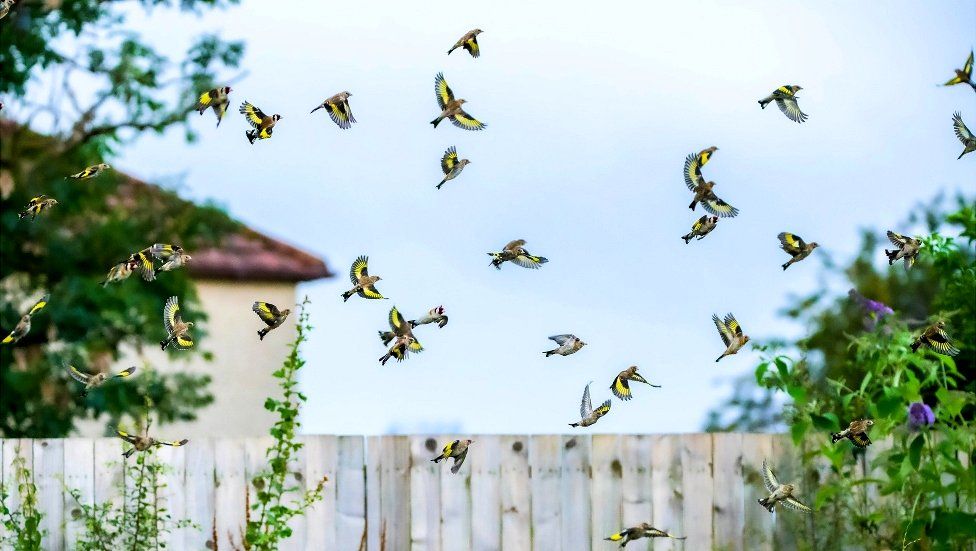 Goldfinches