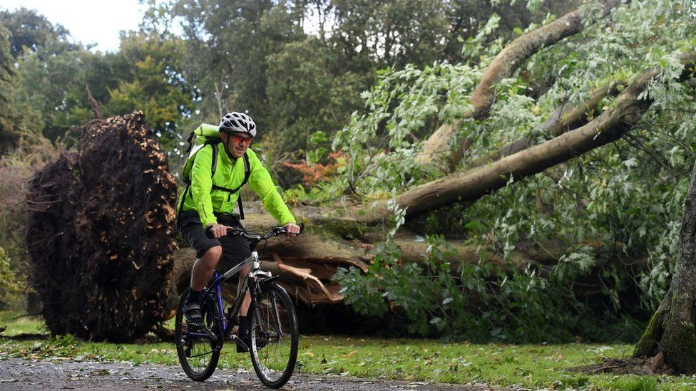 A big tree was uprooted in Cardiff