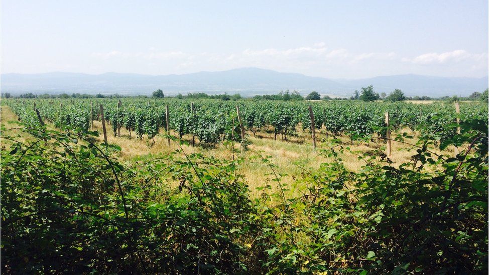 Vineyards in eastern Georgia (July 2015)