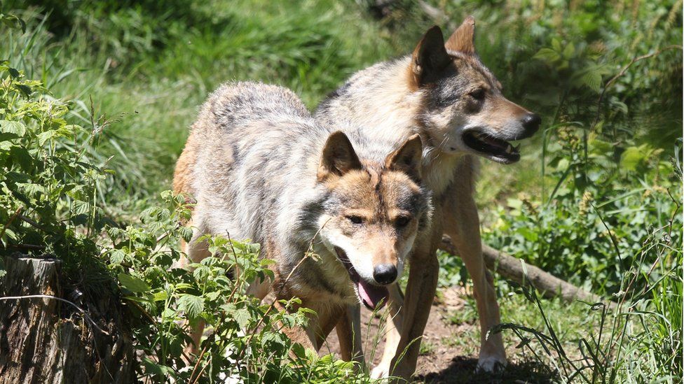 Gray wolves in nature reserve, SW France
