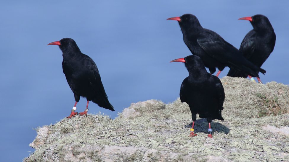 A flock of choughs in Cornwall