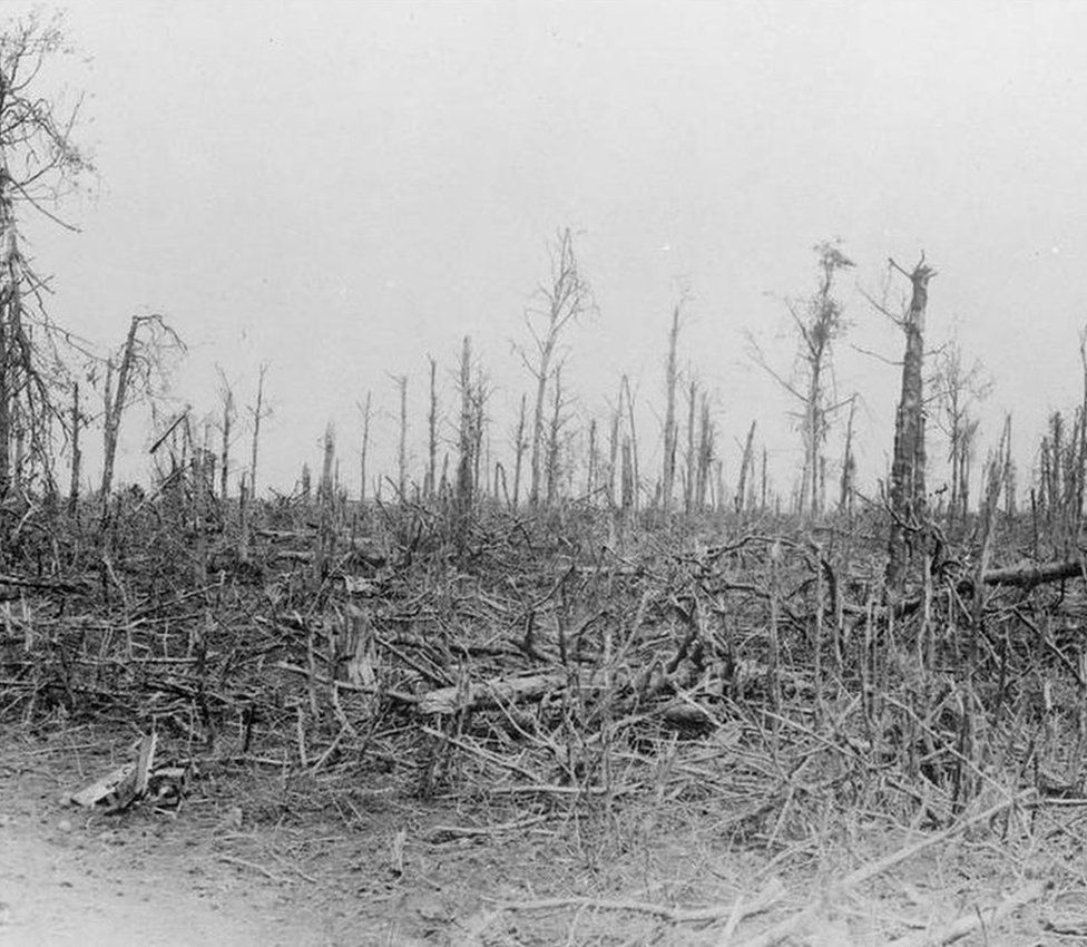 Splintered remains of a section of Mametz Wood