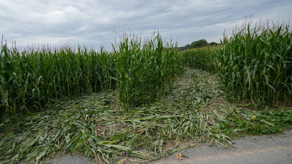 Damaged maize field where the vehicles are thought to have entered