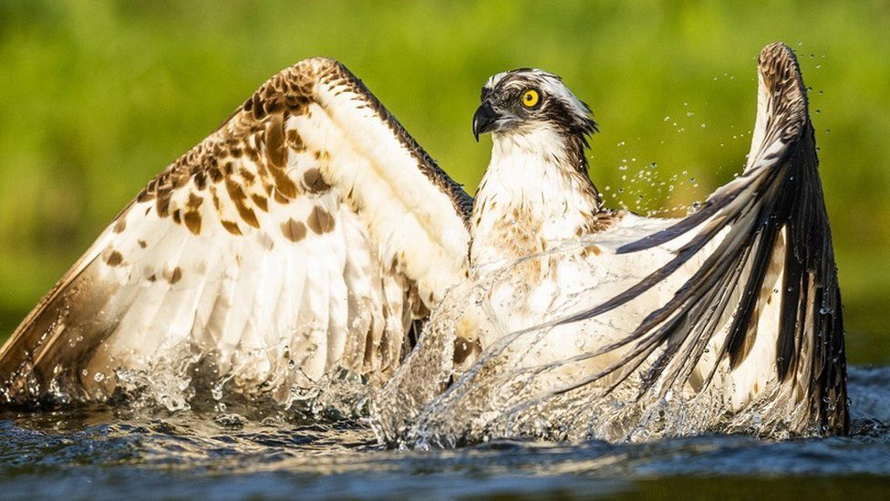 Osprey